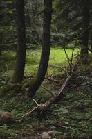 en el bosque, foto de la naturaleza de la escena del bosque.