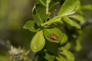 Sloe bug on a green leaf, close up in nature. photo