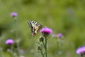 Old World swallowtail butterfly on a Spear Thistle flower photo