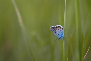 pequeña mariposa azul en el medio silvestre cerca de fondo verde foto