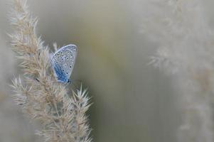 mariposa azul común en una planta esponjosa en la naturaleza de cerca foto