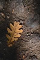 Oak leaf, dry oak leaf on the ground. photo