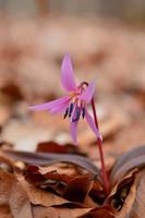 Dogtooth violet spring purple, pink flower in the woods. photo