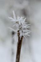 Frozen tree branch, winter nature, cold weather. photo