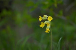 Cowslip, early spring yellow wildflower in nature, close up. photo