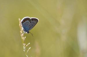 mariposa azul común de cerca en una planta pequeña mariposa foto