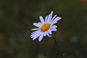 Ox eye daisy, in nature close up, white wild flower photo