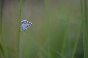 mariposa azul común en una hoja de cerca. foto