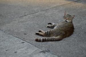 Stray cat, laying on the ground photo