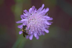 Purple pincushion flower and the bee close up, macro photo