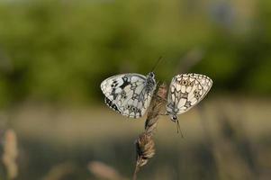 mariposa blanca, negra y blanca jaspeada en la naturaleza foto