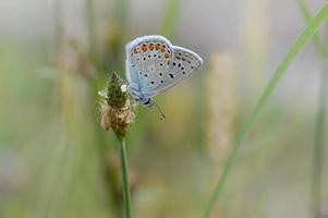 mariposa azul común, pequeña mariposa azul y gris, macro foto