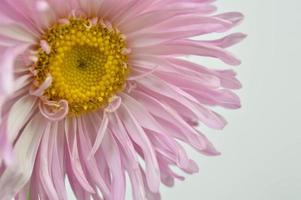 Pastel pink Aster flower, yellow center, macro close up. photo