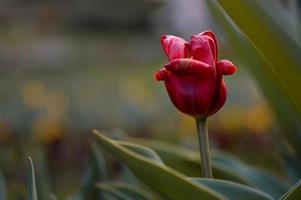 Old red tulip in the garden, close up photo