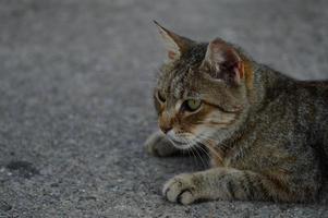 retrato de gato, gato callejero rayado en el suelo, foto