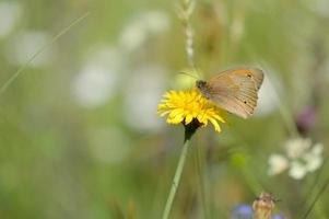 pequeña mariposa de brezo en un diente de león amarillo. foto