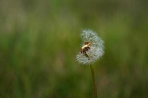 Dandelion in the wild, in natural environment, on a filed photo
