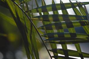 Tropical leaves abstract form, green leaves in the sunshine photo