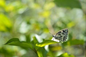 Marbled white butterfly on a green leaf in nature photo