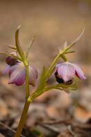 Hellebore flower in nature, early spring flower, bumblebee photo