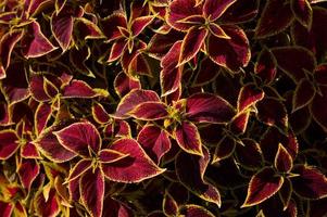 Red and yellow leaves, red leaf with yellow at the edge. Ornament plants. photo