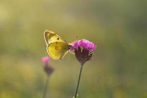 amarillos nublados, mariposa amarilla en una flor en la naturaleza macro. foto