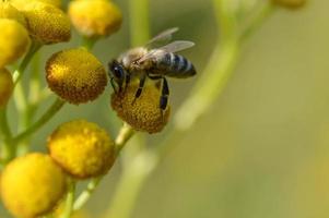 abeja en una flor amarilla de tanaceto, polinizando, de cerca. foto