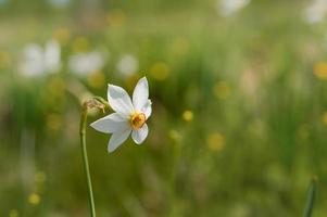 One white daffodil in the wild. Poet's narcissus on a field. photo