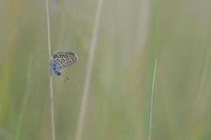 Polyommatus icarus, common blue butterfly, macro in nature photo