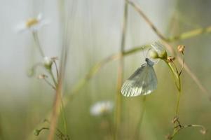 Wood white butterfly, small butterfly on a flower photo