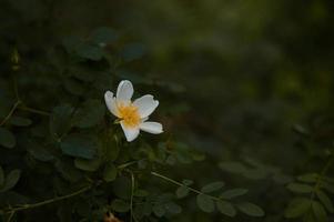 White dog rose, wild rose flower in nature, green background photo