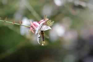 Bee on a white flower in nature pastel macro photo. photo