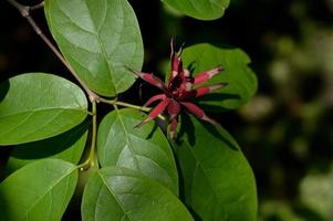 Sweet shrub tree, red flower and big green leaves photo