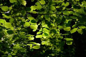 Common hornbeam leaves, green leaves sun shining through photo