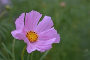 Pink cosmos flower blooming, in the garden photo