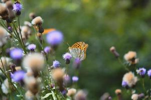 Silver-washed fritillary butterfly in the wild macro close up photo