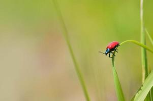 Lily beetle, small red bug in nature on a leaf photo