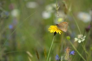 pequeña mariposa de brezo en un diente de león amarillo. foto