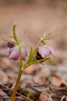 Hellebore flower in nature, early spring flower, bumblebee photo