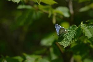 Silvery blue butterfly on a common hornbeam leave macro photo