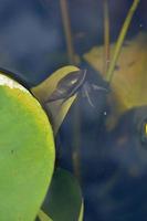 Freshwater snail, snail underwater, in water, photo