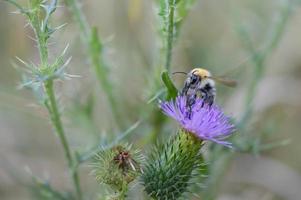 abejorro en un cardo de lanza, abeja en una flor morada puntiaguda foto