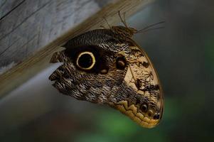Owl butterfly in the butterfly house, big brown butterfly photo