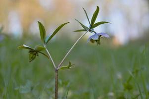 el bosque de principios de primavera florece eléboros. flor silvestre morada. foto