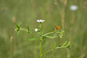 Small skipper butterfly on a white wildflower photo