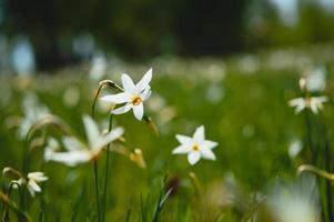 Poet's narcissus, daffodil field, daffodils in the wild. photo