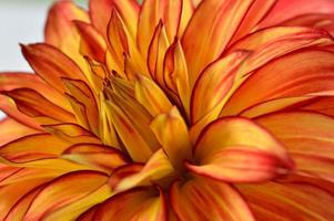 Red and yellow orange dahlia flower close up petals photo