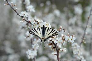 Scarce swallowtail butterfly on a blooming tree branch photo