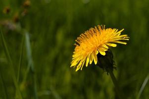 Yellow dandelion flower in the wild, close up photo