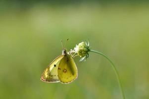 Clouded yellows yellow butterfly on a flower in nature macro photo